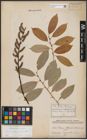 Foto von Salix caprea L. x Salix daphnoides Vill.